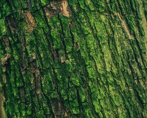 Preview wallpaper moss, bark, tree, surface, relief, green