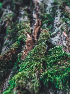 Preview wallpaper moss, bark, tree, macro, blur