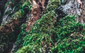 Preview wallpaper moss, bark, tree, macro, blur