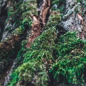 Preview wallpaper moss, bark, tree, macro, blur