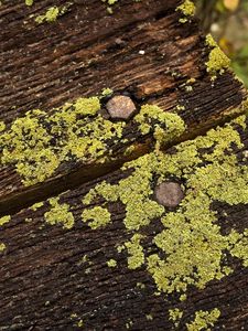 Preview wallpaper moss, boards, nails, dampness