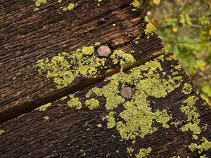 Preview wallpaper moss, boards, nails, dampness