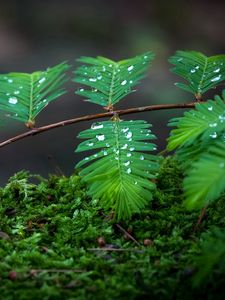 Preview wallpaper moss, branch, macro, drops