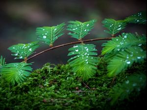 Preview wallpaper moss, branch, macro, drops