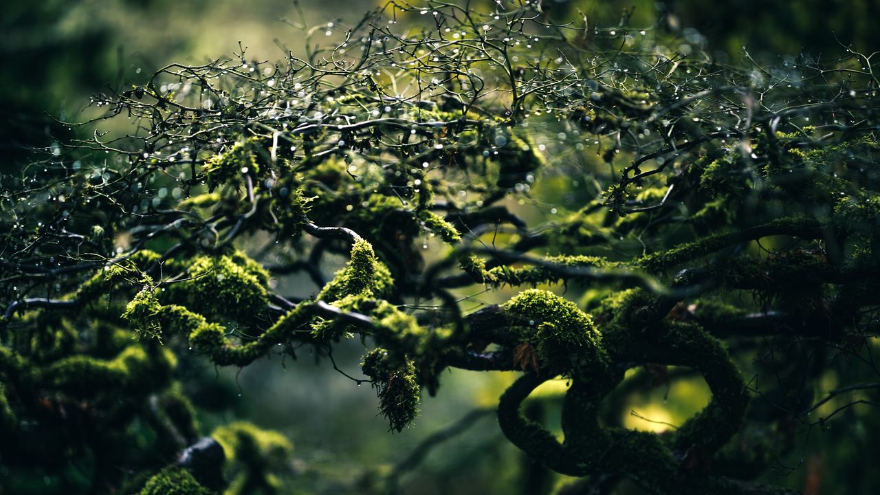 Wallpaper moss, branches, drops