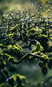 Preview wallpaper moss, branches, drops