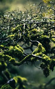 Preview wallpaper moss, branches, drops