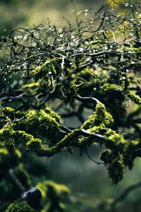 Preview wallpaper moss, branches, drops