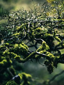 Preview wallpaper moss, branches, drops