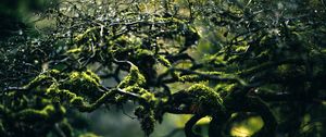 Preview wallpaper moss, branches, drops