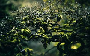 Preview wallpaper moss, branches, drops