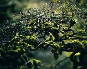 Preview wallpaper moss, branches, drops