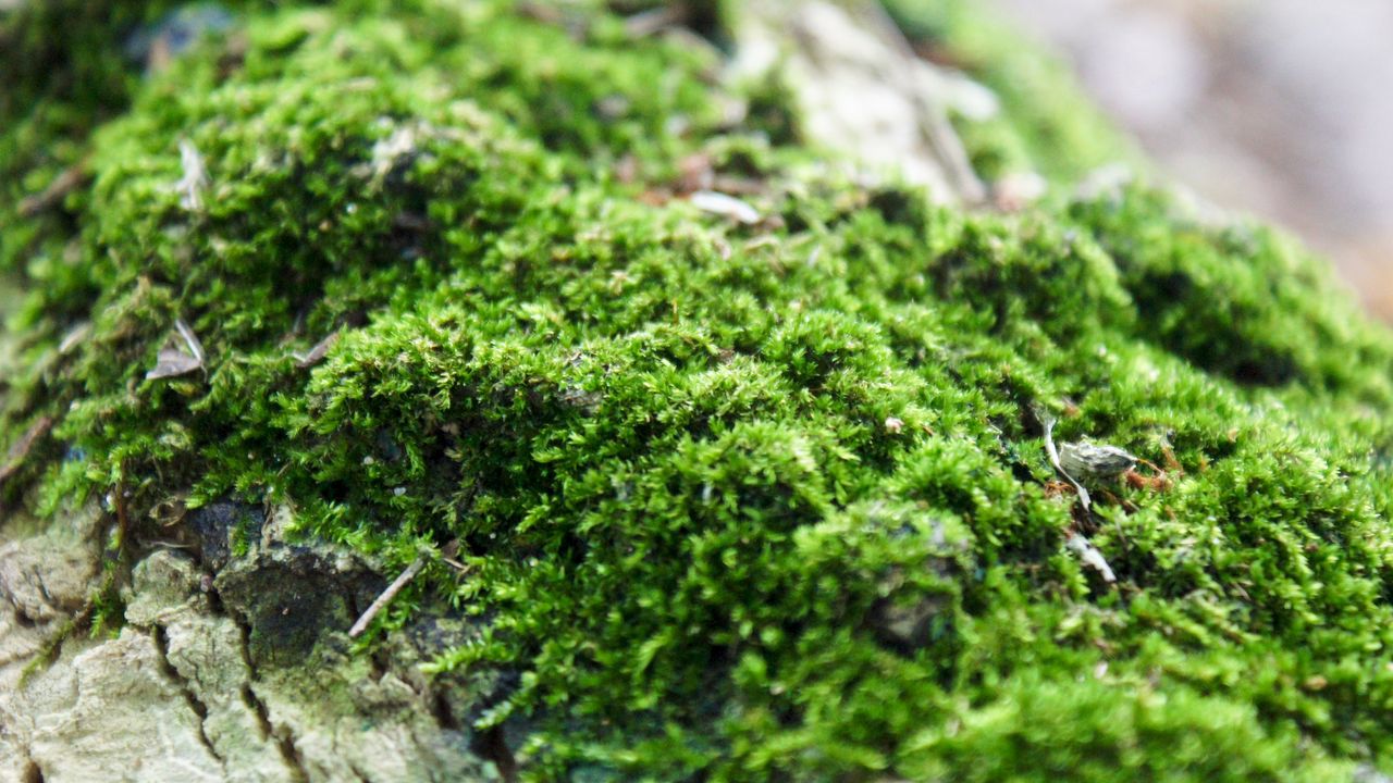 Wallpaper moss, close-up, grass