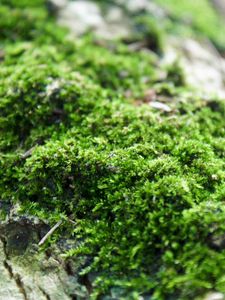 Preview wallpaper moss, close-up, grass