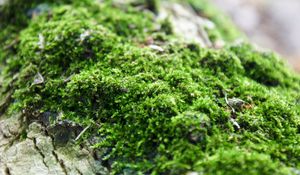 Preview wallpaper moss, close-up, grass