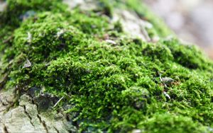 Preview wallpaper moss, close-up, grass
