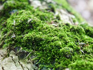 Preview wallpaper moss, close-up, grass