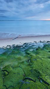 Preview wallpaper moss, coast, sea, horizon
