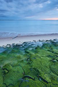 Preview wallpaper moss, coast, sea, horizon