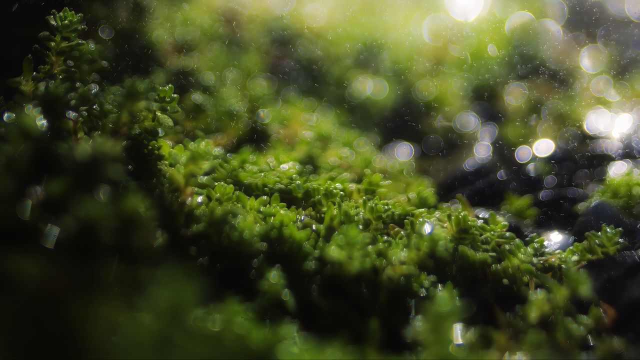 Wallpaper moss, grass, bokeh, blur