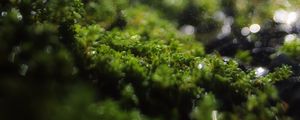 Preview wallpaper moss, grass, bokeh, blur