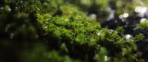 Preview wallpaper moss, grass, bokeh, blur