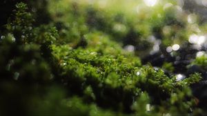 Preview wallpaper moss, grass, bokeh, blur