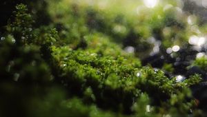 Preview wallpaper moss, grass, bokeh, blur