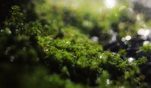 Preview wallpaper moss, grass, bokeh, blur