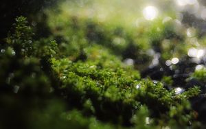 Preview wallpaper moss, grass, bokeh, blur