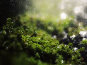 Preview wallpaper moss, grass, bokeh, blur