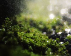 Preview wallpaper moss, grass, bokeh, blur