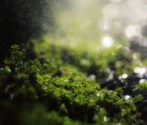 Preview wallpaper moss, grass, bokeh, blur