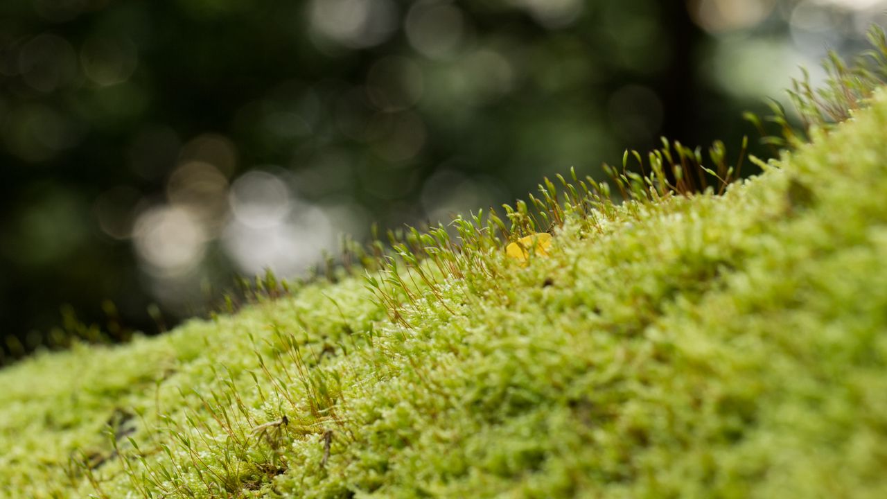 Wallpaper moss, grass, green, macro