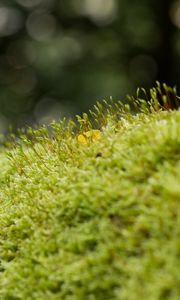 Preview wallpaper moss, grass, green, macro