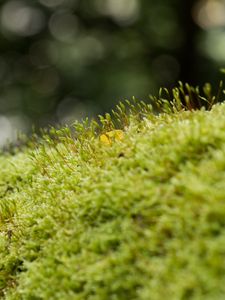 Preview wallpaper moss, grass, green, macro