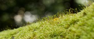 Preview wallpaper moss, grass, green, macro