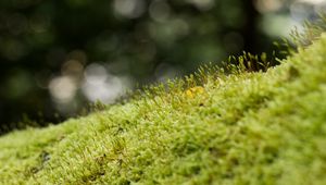 Preview wallpaper moss, grass, green, macro