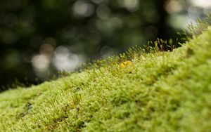 Preview wallpaper moss, grass, green, macro