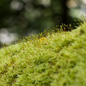 Preview wallpaper moss, grass, green, macro