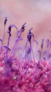 Preview wallpaper moss, grass, seeds, color, close-up