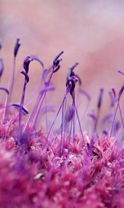 Preview wallpaper moss, grass, seeds, color, close-up