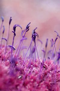 Preview wallpaper moss, grass, seeds, color, close-up