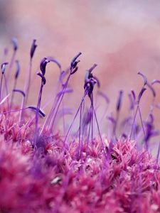 Preview wallpaper moss, grass, seeds, color, close-up