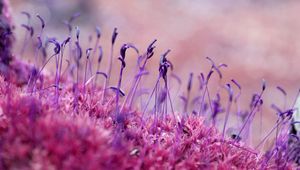 Preview wallpaper moss, grass, seeds, color, close-up