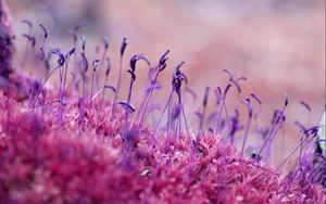 Preview wallpaper moss, grass, seeds, color, close-up