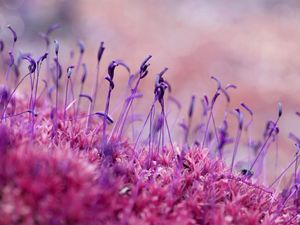 Preview wallpaper moss, grass, seeds, color, close-up