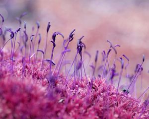 Preview wallpaper moss, grass, seeds, color, close-up