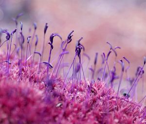 Preview wallpaper moss, grass, seeds, color, close-up