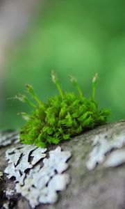 Preview wallpaper moss, grass, surface, wood